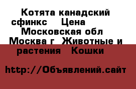 Котята канадский сфинкс  › Цена ­ 6 000 - Московская обл., Москва г. Животные и растения » Кошки   